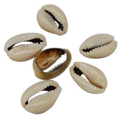 BeadsBalzar Beads & Crafts (SB5499) Spiral Shell Beads, Dyed, Seashell Size: about 16~18mm long