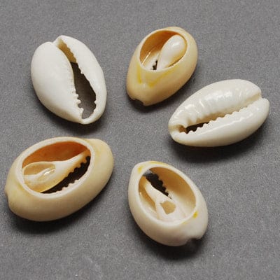 BeadsBalzar Beads & Crafts (SH5630) Cowrie Shell Beads, Oval, Bisque 20~23mm wide,