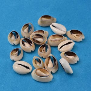 BeadsBalzar Beads & Crafts (SH5687) Cowrie Shell Beads, Seashell Size: about 16~18MM